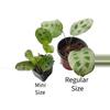 plant/Maranta sp. Repens?-2-thumbnail