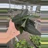 plant/Scindapsus treubii dark form 4” pot growers choice-2-thumbnail