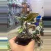 plant/Syngonium Merry Maria-1-thumbnail