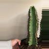 plant/euphorbia ingens chocolate drop-0-thumbnail