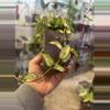 plant/Hoya lacunosa tri color Bruno-3-thumbnail