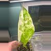 plant/Alocasia Acuminata Albo-0-thumbnail