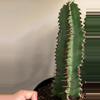 plant/euphorbia ingens chocolate drop-1-thumbnail