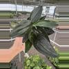 plant/Scindapsus treubii dark form 4” pot growers choice-0-thumbnail