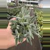 plant/Crassula tarantula 4” pot growers choice-0-thumbnail