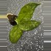 plant/Agalonema pictum tricolor-0-thumbnail