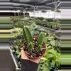 plant/Stapelia gigantea 4” pot growers choice-2-thumbnail