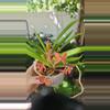 plant/Ascfenetia Peaches Vanda mini compact orchid blowing 2 plants in 1 pot-0-thumbnail