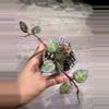plant/Hoya Krohniana Super Silver Black-0-thumbnail