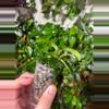 plant/Mixed Hoya Cuttings-2-thumbnail