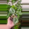 plant/Scindapsus Exotica-1-thumbnail