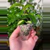plant/Mixed Hoya Cuttings-1-thumbnail