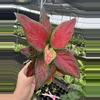 plant/Aglaonema black maroon 4” pot growers choice-1-thumbnail