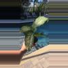 plant/Dieffenbachia Corsii-0-thumbnail