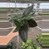 plant/Scindapsus treubii dark form 4” pot growers choice-3-thumbnail
