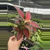 plant/Aglaonema black maroon 4” pot growers choice-4-thumbnail