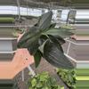 plant/Scindapsus treubii dark form 4” pot growers choice-1-thumbnail