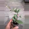 plant/Hoya Lacunosa Full moon-0-thumbnail