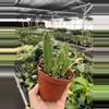plant/Stapelia gigantea 4” pot growers choice-5-thumbnail