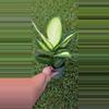 plant/Dieffenbachia Camille-1-thumbnail