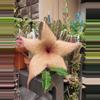 plant/Stapelia gigantea 4” pot growers choice-0-thumbnail