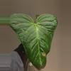 plant/Anthurium yasuni heart (magnificum x moronense)-0-thumbnail
