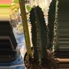 plant/euphorbia ingens chocolate drop-2-thumbnail