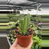plant/Stapelia gigantea 4” pot growers choice-7-thumbnail