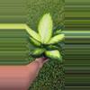 plant/Dieffenbachia Camille-0-thumbnail