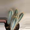 plant/Pilosocereus pachycladus (blue torch cactus)-2-thumbnail