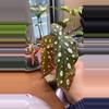 plant/Begonia Maculata pup-1-thumbnail
