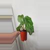 plant/Calathea Orbifolia-3-thumbnail
