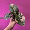plant/Alocasia Yucatán Princess variegated-0-thumbnail
