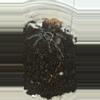 plant/Phormictopus sp. Green Femur Golden Carapace" 3"-0-thumbnail