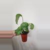 plant/Calathea Orbifolia-2-thumbnail
