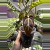 plant/Anthurium Dr. Tom Croat Inverse Crossing-0-thumbnail