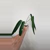 plant/Anthurium Warocqueanum 'Esmeralda'-0-thumbnail