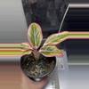 plant/Aglo Lotus Delight-0-thumbnail