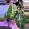 plant/Paraiso Verde mature-0-thumbnail