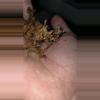 plant/Pumpkin Patch (Hapalopus formosus) 1/4"-0-thumbnail