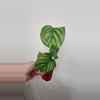 plant/Calathea Orbifolia-0-thumbnail