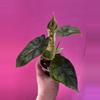 plant/Alocasia dragon scale mint-1-thumbnail