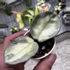 plant/Hoya argentea princess-0-thumbnail