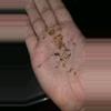 plant/Guatemalan Tiger Rump (Davis pentaloris) 1/4"-0-thumbnail
