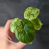 plant/#2050 Alocasia Dragon Scale Mint Small-1-thumbnail