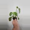 plant/Calathea Orbifolia-1-thumbnail