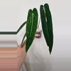 plant/Anthurium Warocqueanum 'Esmeralda'-2-thumbnail