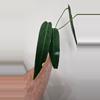 plant/Anthurium Warocqueanum 'Esmeralda'-1-thumbnail