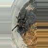 plant/Thai Silver Grey (Ornithoctonus costalis) 3"-0-thumbnail