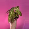 plant/Alocasia Polly Aurea-0-thumbnail